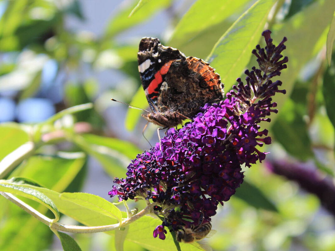Pension Haus Maria Garten Schmetterlingsstrauch