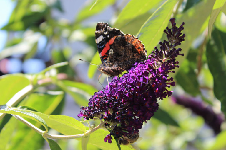 Pension Haus Maria Garten Schmetterlingsstrauch