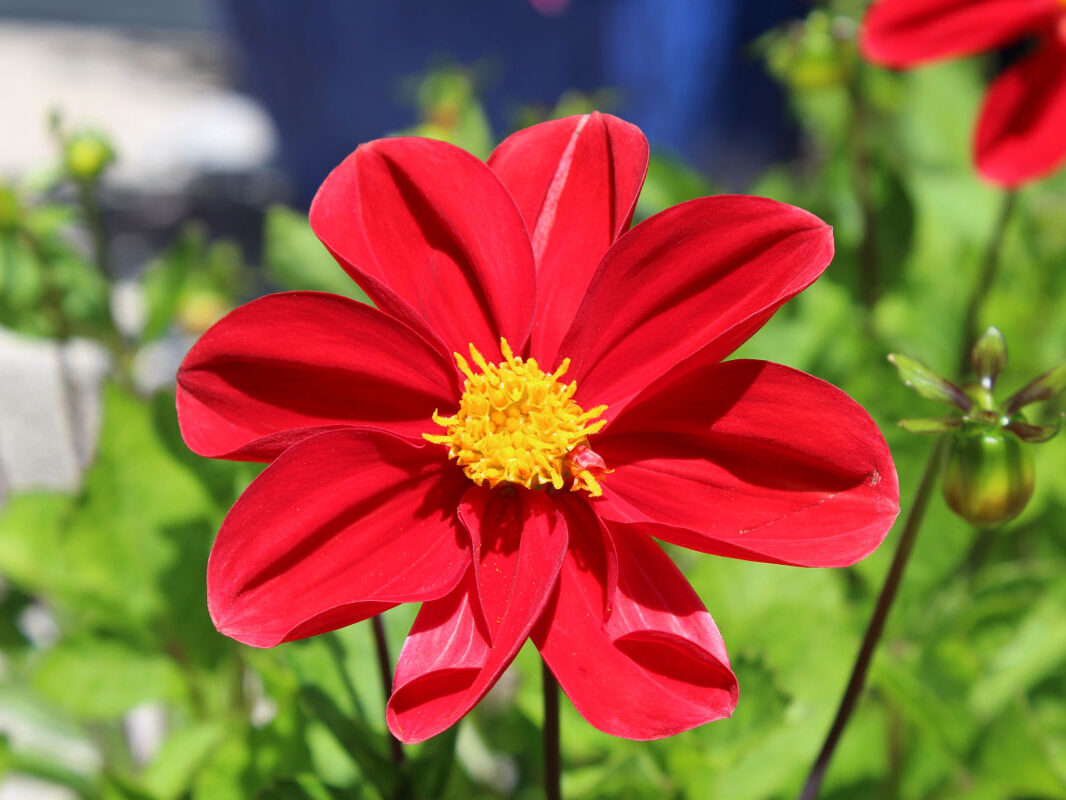 Pension Haus Maria Garten Sommer 2018 Dalie