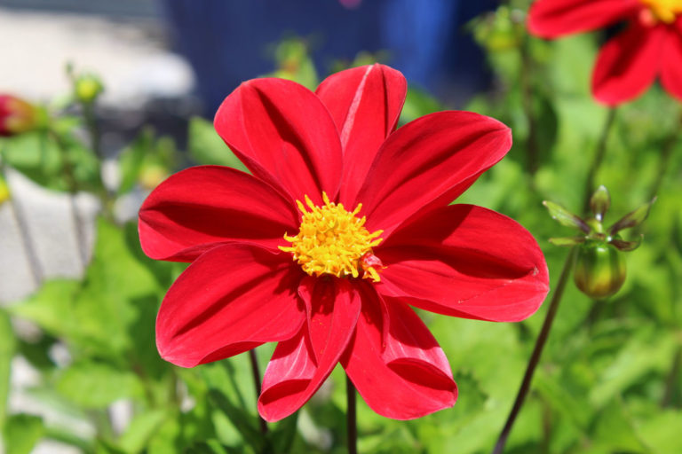 Pension Haus Maria Garten Sommer 2018 Dalie