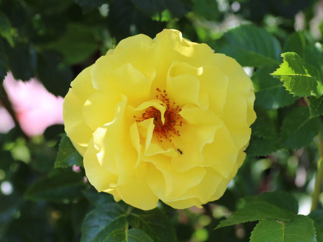 Pension Haus Maria Garten Sommer 2018 Rose Lichtkoenigin Lucia