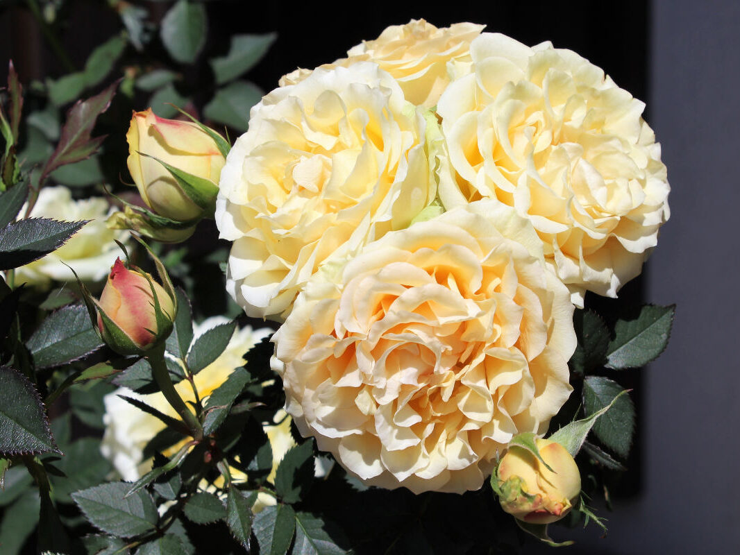 Pension Haus Maria Garten Sommer 2018 Rose Mandarina