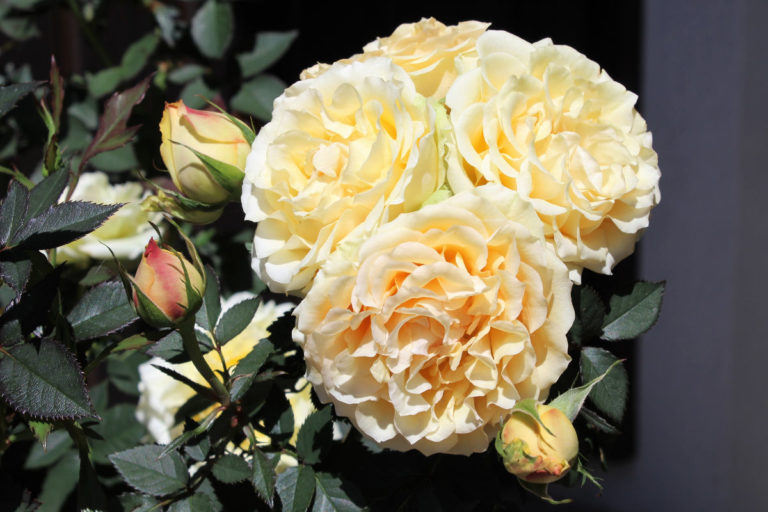 Pension Haus Maria Garten Sommer 2018 Rose Mandarina