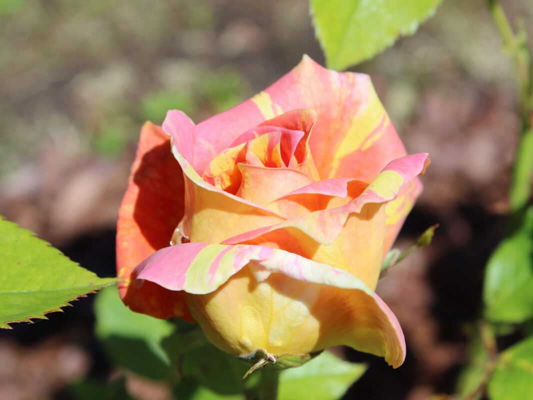 Pension Haus Maria Garten Sommer 2018 Rose Paul Cezanne