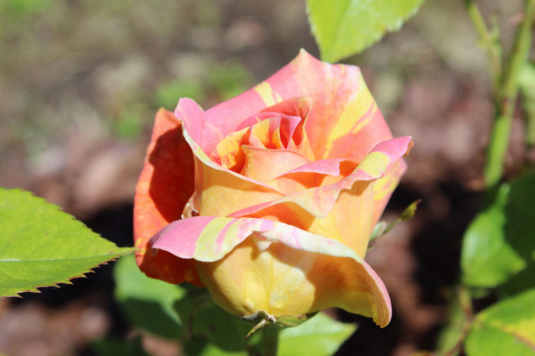 Pension Haus Maria Garten Sommer 2018 Rose Paul Cezanne