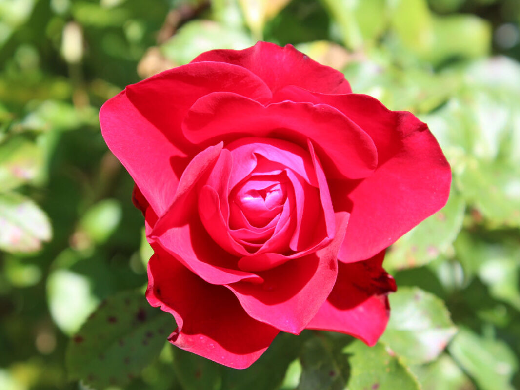 Pension Haus Maria Garten Sommer 2018 Rose Rouge Meilove