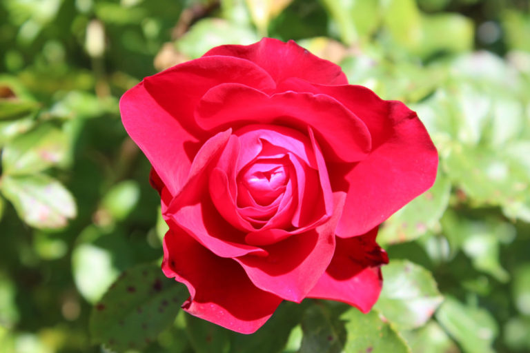 Pension Haus Maria Garten Sommer 2018 Rose Rouge Meilove