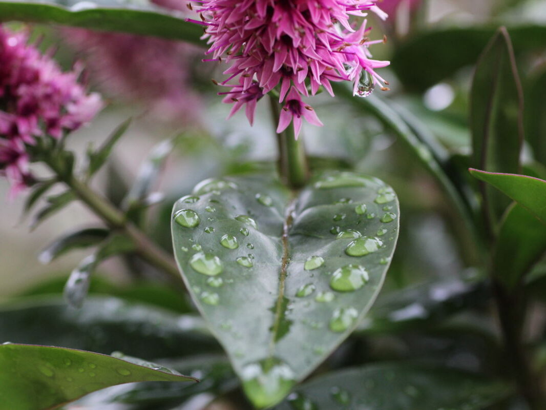 Pension Haus Maria Gartenmoment