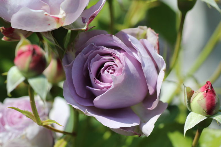 Pension Haus Maria Rose Claude Brasseur