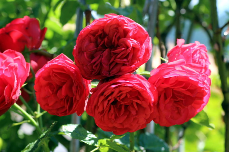 Pension Haus Maria Rose Piano