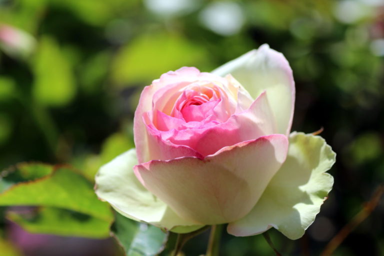 Pension Haus Maria Rose Schloss Herberstein