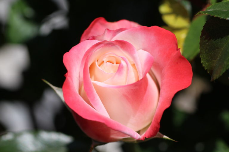 Pension Haus Maria wunderschoene Rose Nostalgie