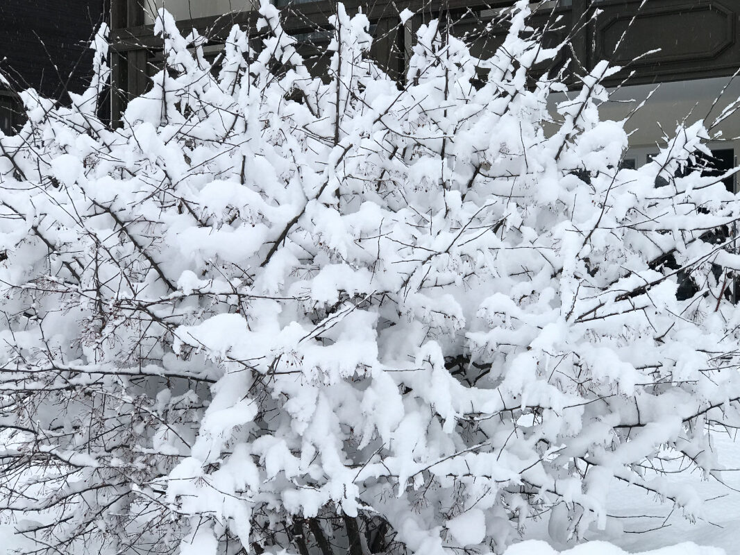 Pension Haus Maria Winterausblick Garten Zierapfelstrauch