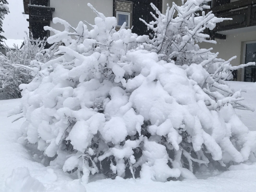 Pension Haus Maria Winterstrauch im Winter